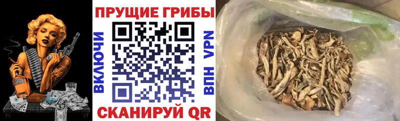 Галлюциногенные грибы MAGIC MUSHROOMS  где найти наркотики  Чекалин 